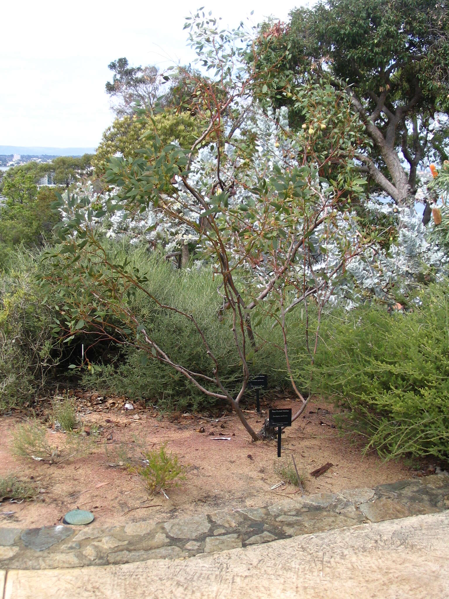 Image of pear-fruit mallee