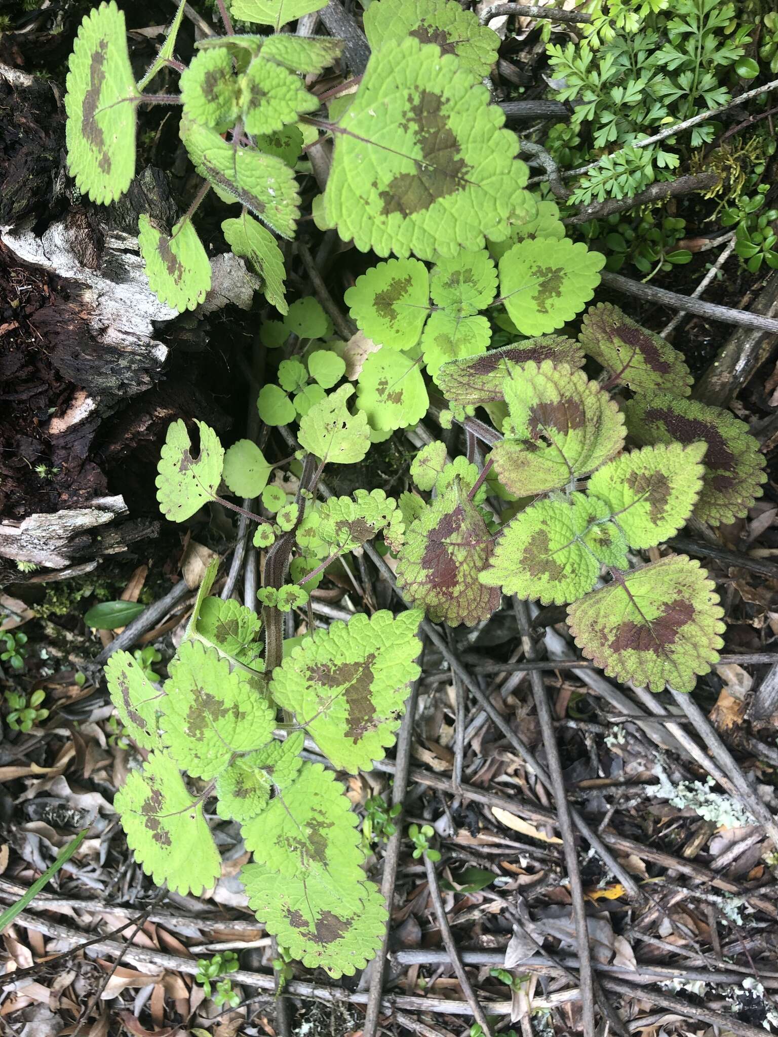 Слика од Plectranthus bojeri (Benth.) Hedge