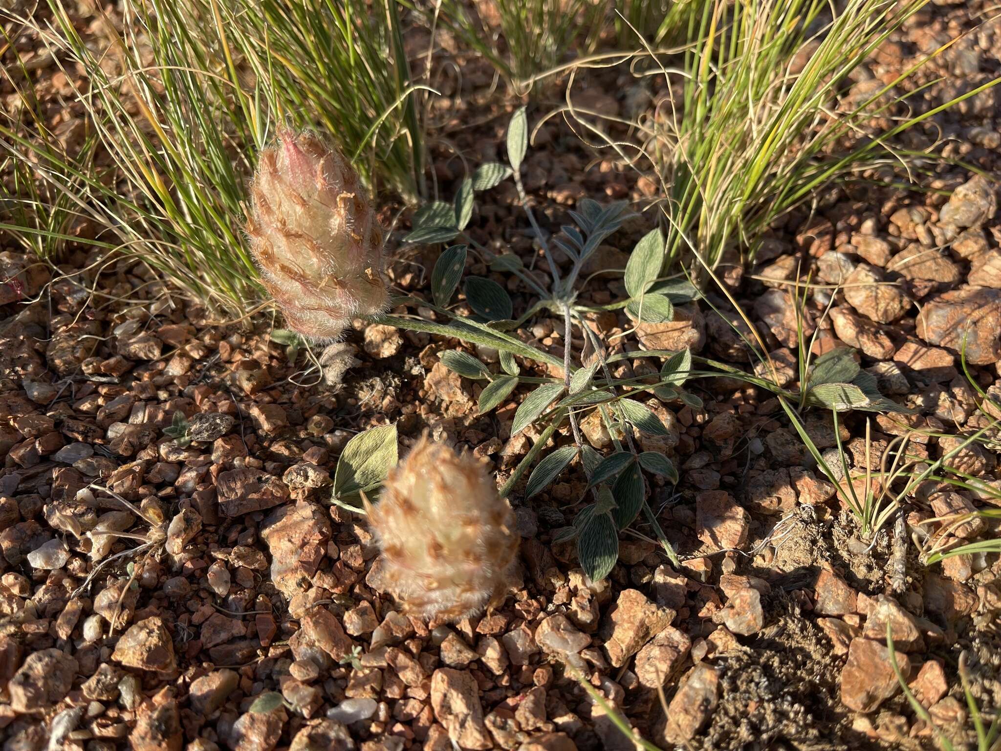 Plancia ëd Astragalus laguroides Pall.