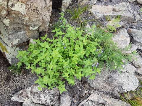 Image of Lophanthus chinensis Benth.