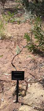 Image of Eremophila nivea R. J. Chinnock