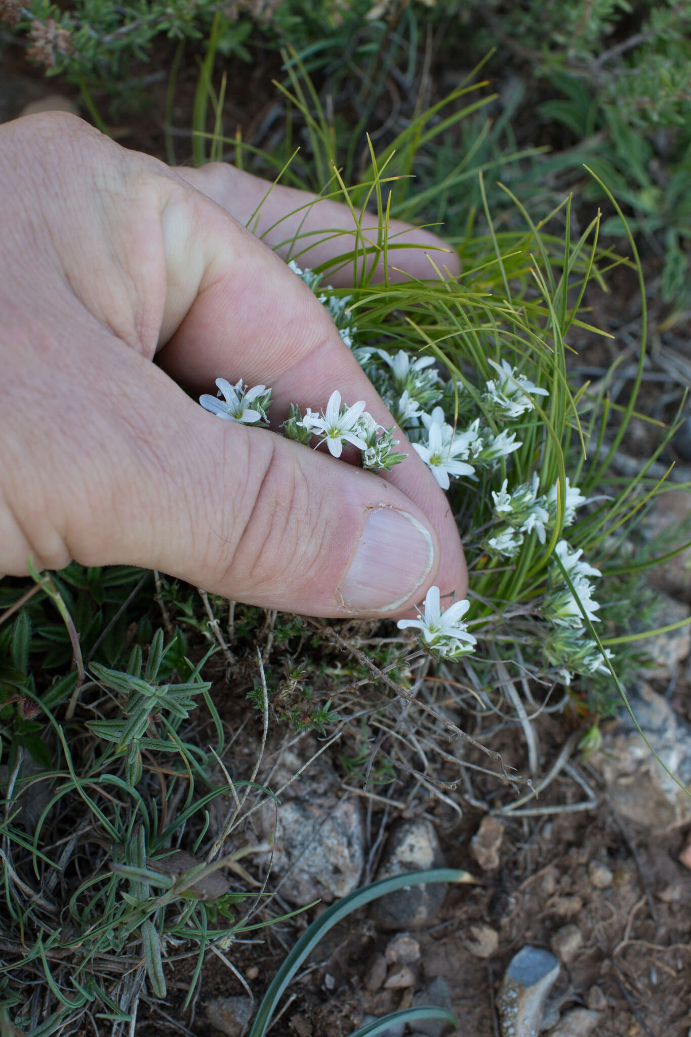 Слика од Arenaria aggregata (L.) Loisel.