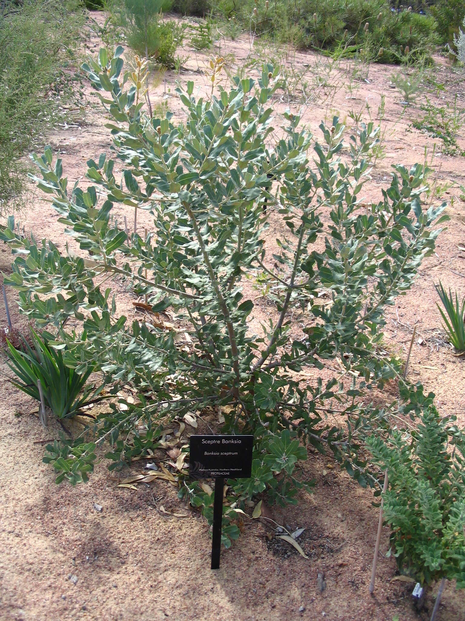 Image of Banksia sceptrum Meissn.