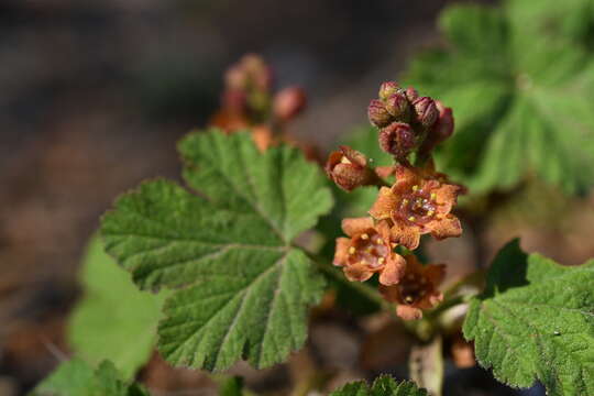 Imagem de Ribes erythrocarpum Coville & Leiberg