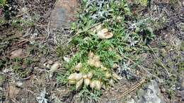 Image of Oxytropis caespitosa (Pall.) Pers.