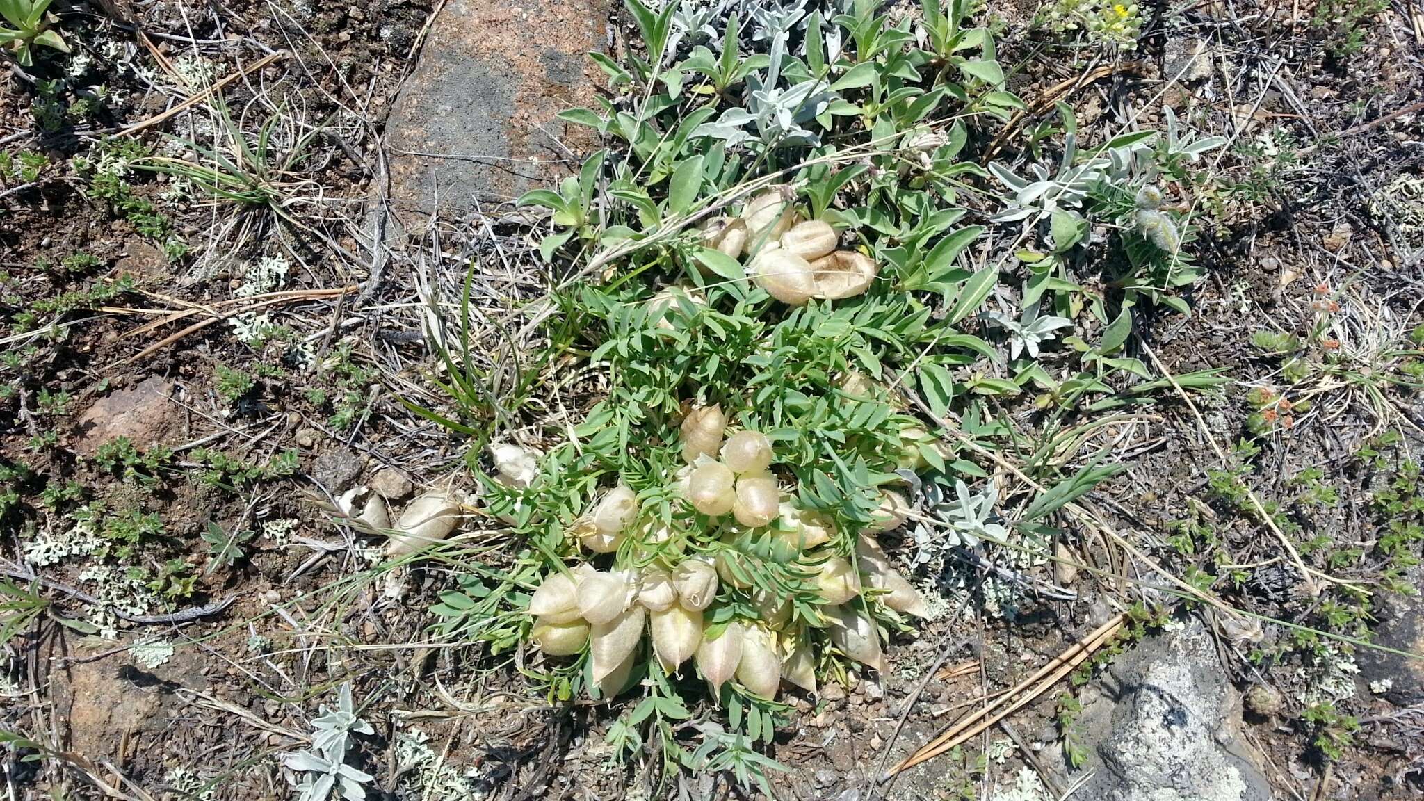 Image de Oxytropis caespitosa (Pall.) Pers.