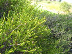 Image of Sand bottlebrush