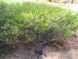 Image of Sand bottlebrush