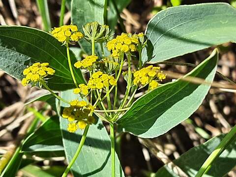 Bupleurum polyphyllum Ledeb. resmi