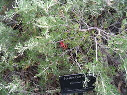 Image of Grevillea preissii Meissn.