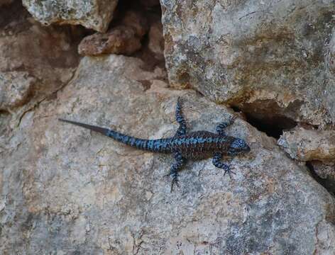 Urosaurus auriculatus (Cope 1871) resmi