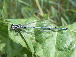 Imagem de Coenagrion puella (Linnaeus 1758)