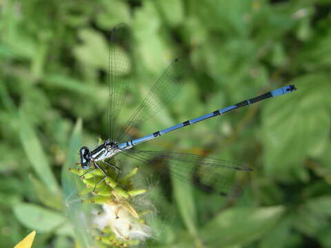 Image of Azure Bluet