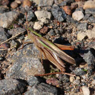 Plancia ëd Schizobothrus flavovittatus Sjöstedt 1921