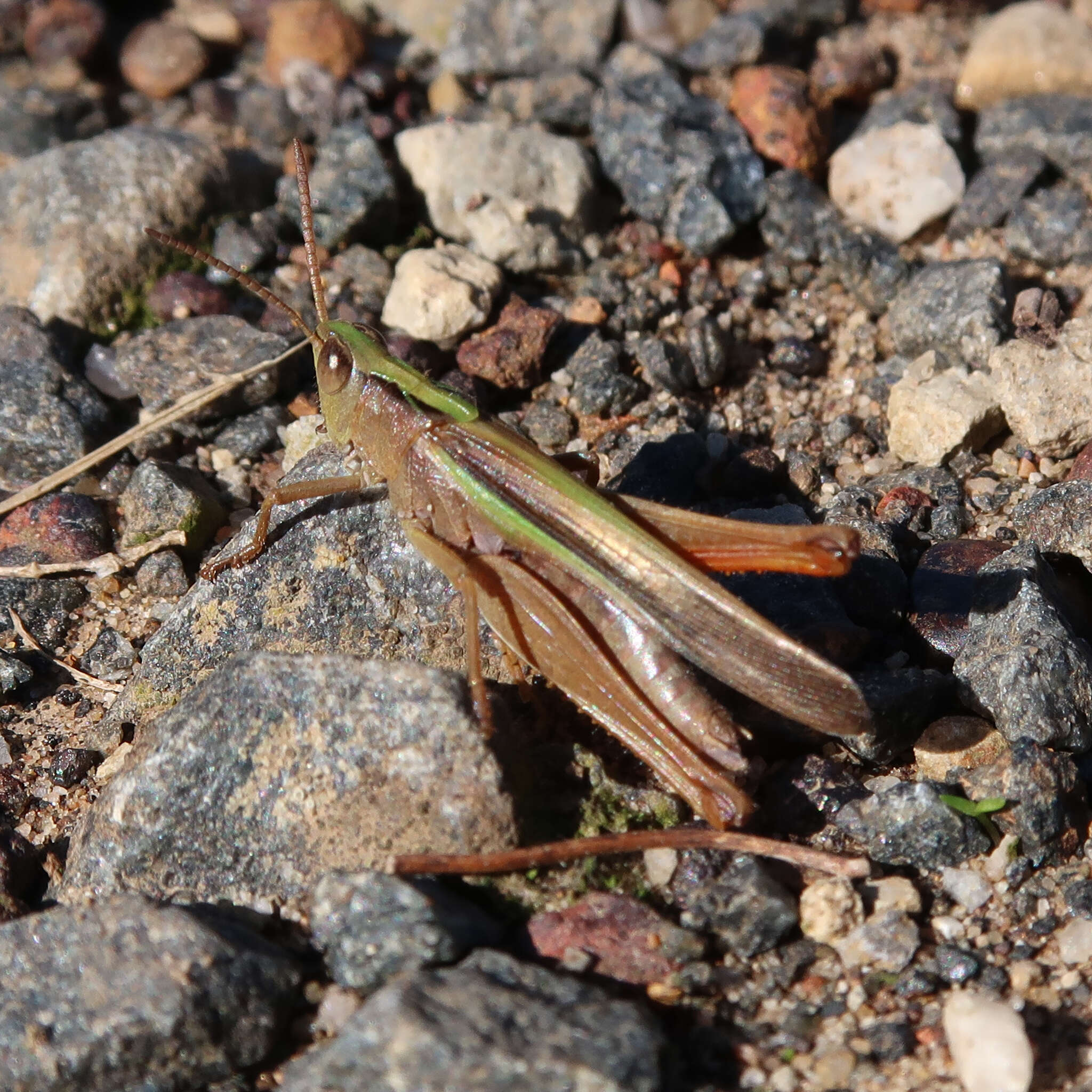 Image of Schizobothrus flavovittatus Sjöstedt 1921