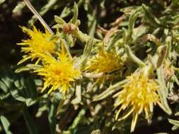 Ericameria discoidea (Nutt.) G. L. Nesom resmi