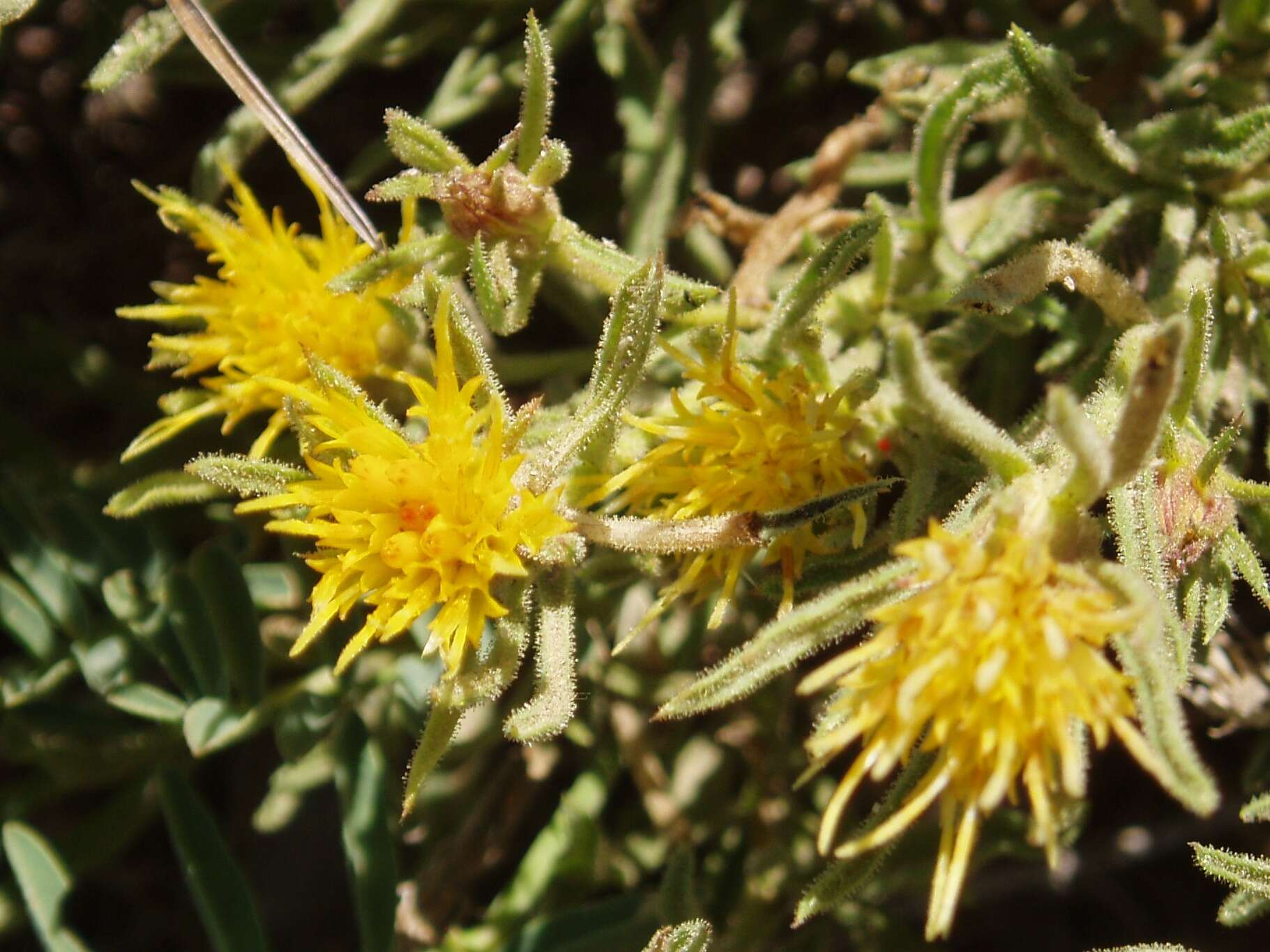 Ericameria discoidea (Nutt.) G. L. Nesom resmi