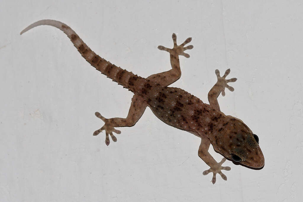 Image of Gomero Wall Gecko