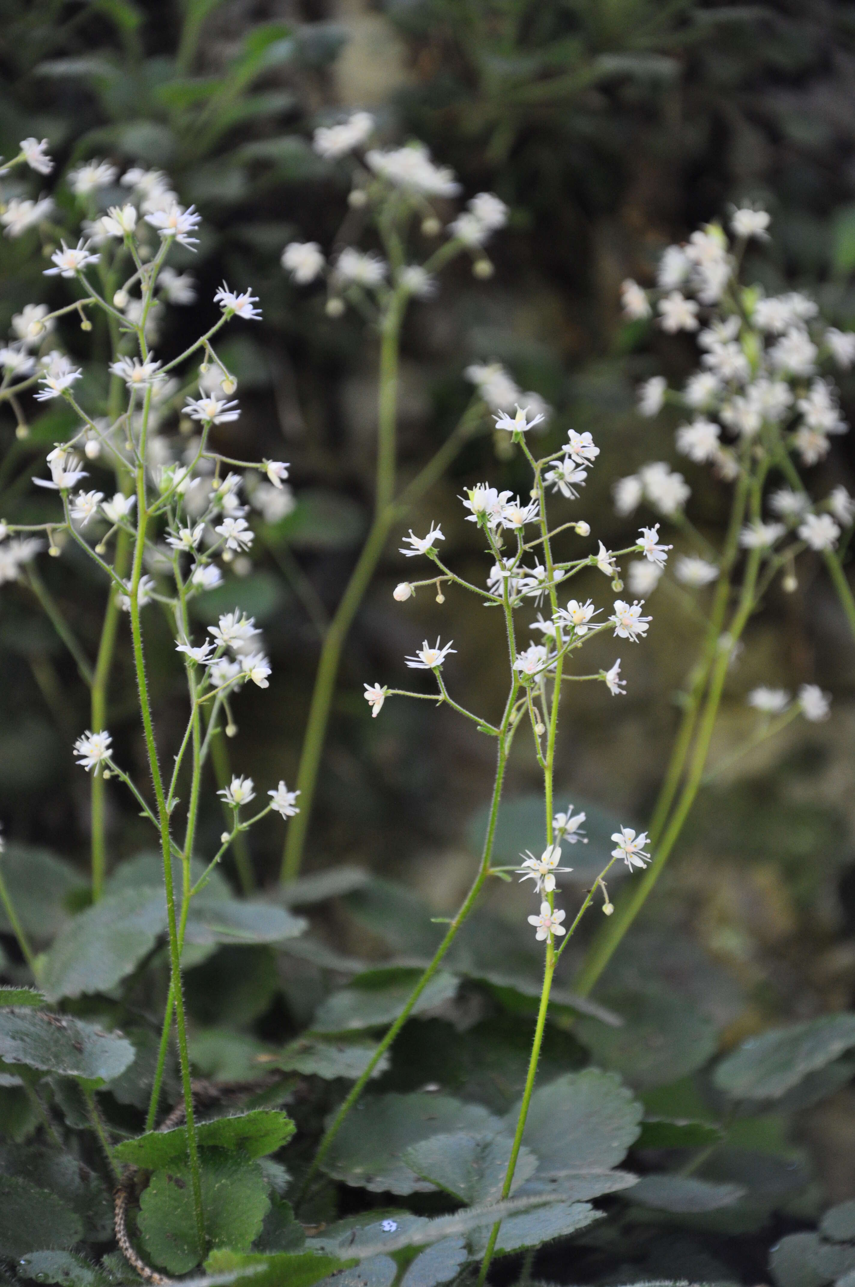 Image of saxifrage