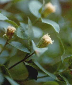 Ageratina shastensis (Taylor & Stebb.) R. King & H. Rob.的圖片