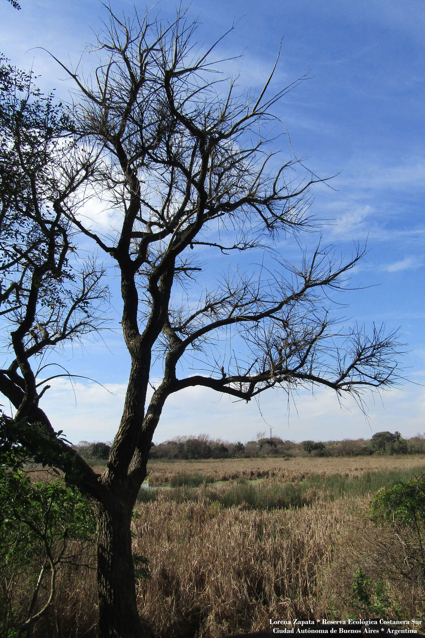 Image of crybabytree