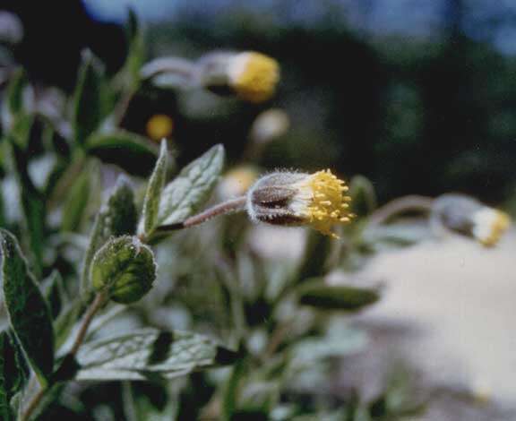 Image of Shasta County arnica