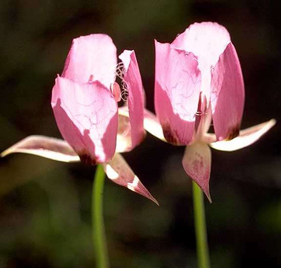 Calochortus longibarbatus S. Watson resmi