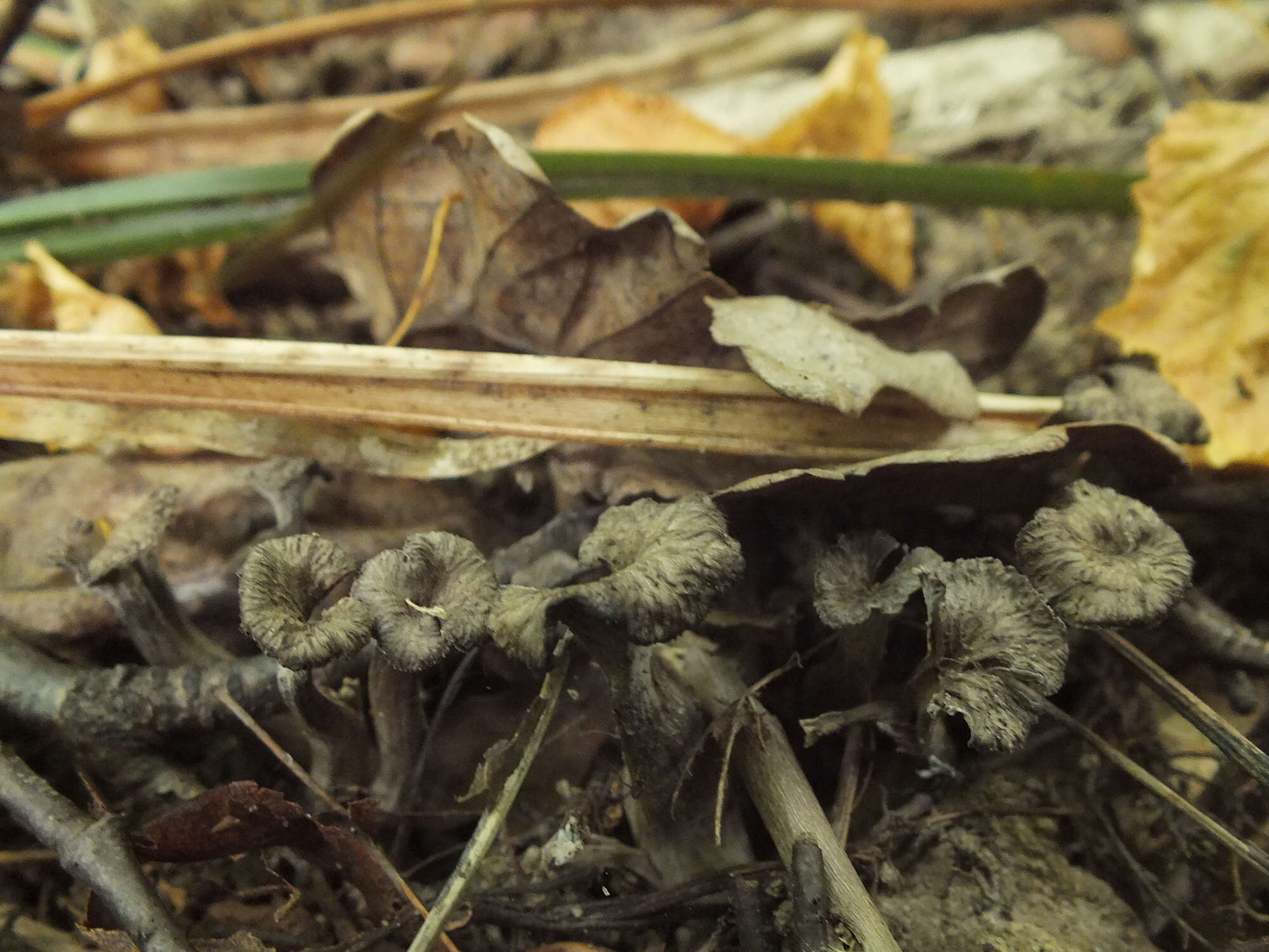 Image of Cantharellus cinereus (Pers.) Fr. 1821