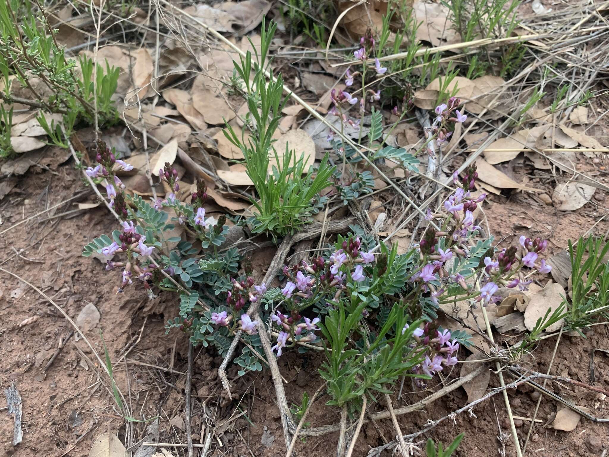 Image of copper mine milkvetch