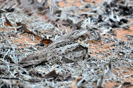 Слика од Caprimulgus madagascariensis Sganzin 1840