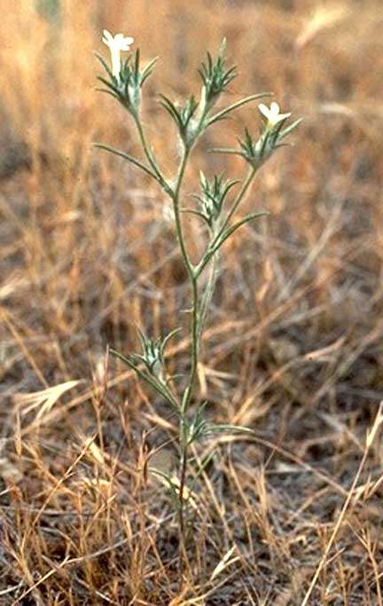 Image of Eriastrum brandegeeae