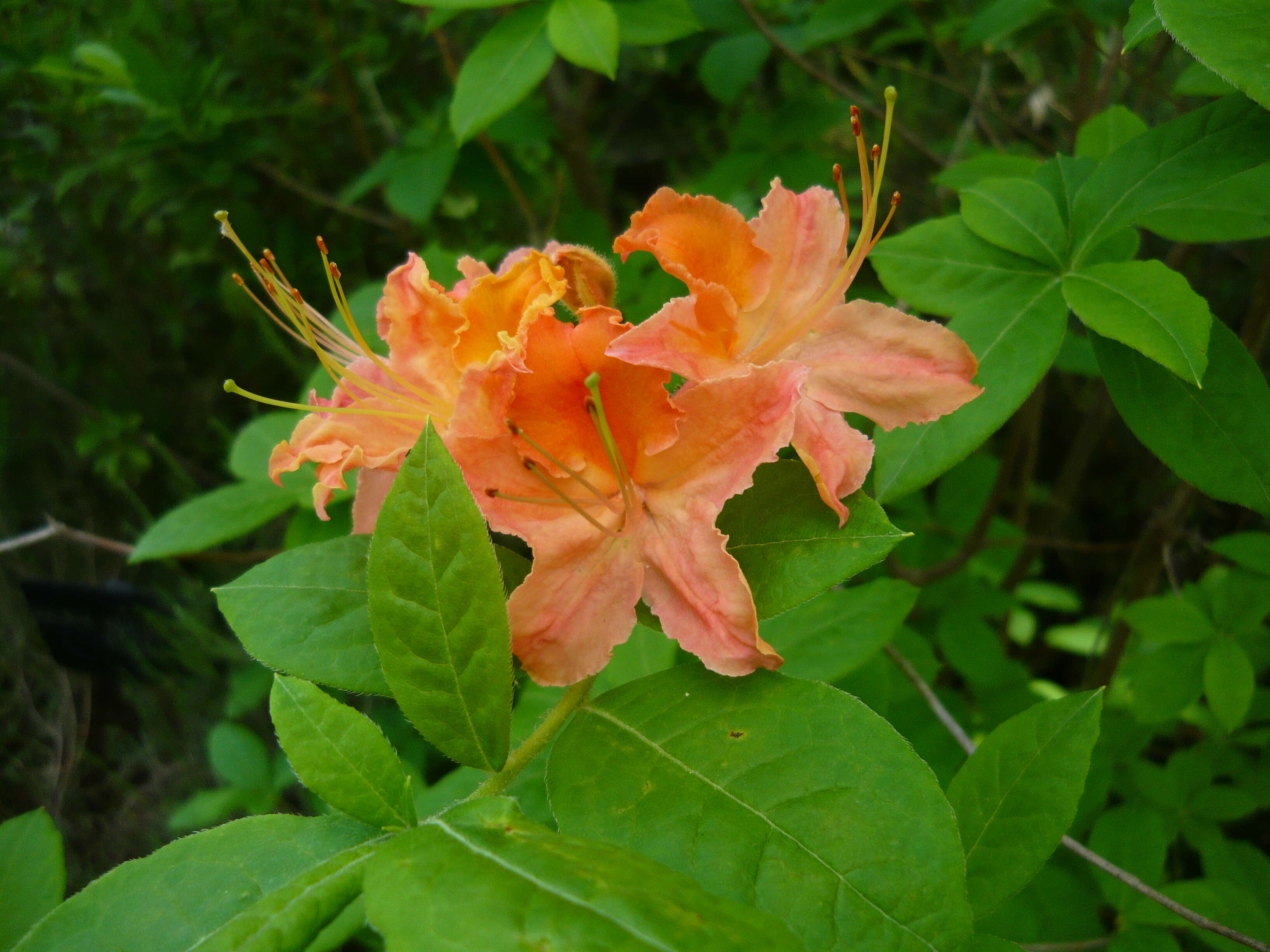 Image of flame azalea