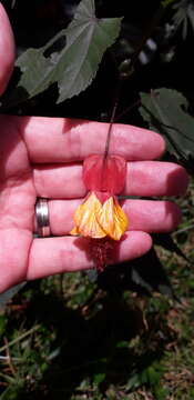 Image of trailing abutilon