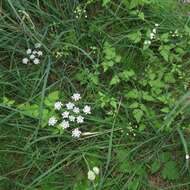 Imagem de Chaerophyllum temulum L.