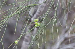 Image of Leptomeria acida R. Br.