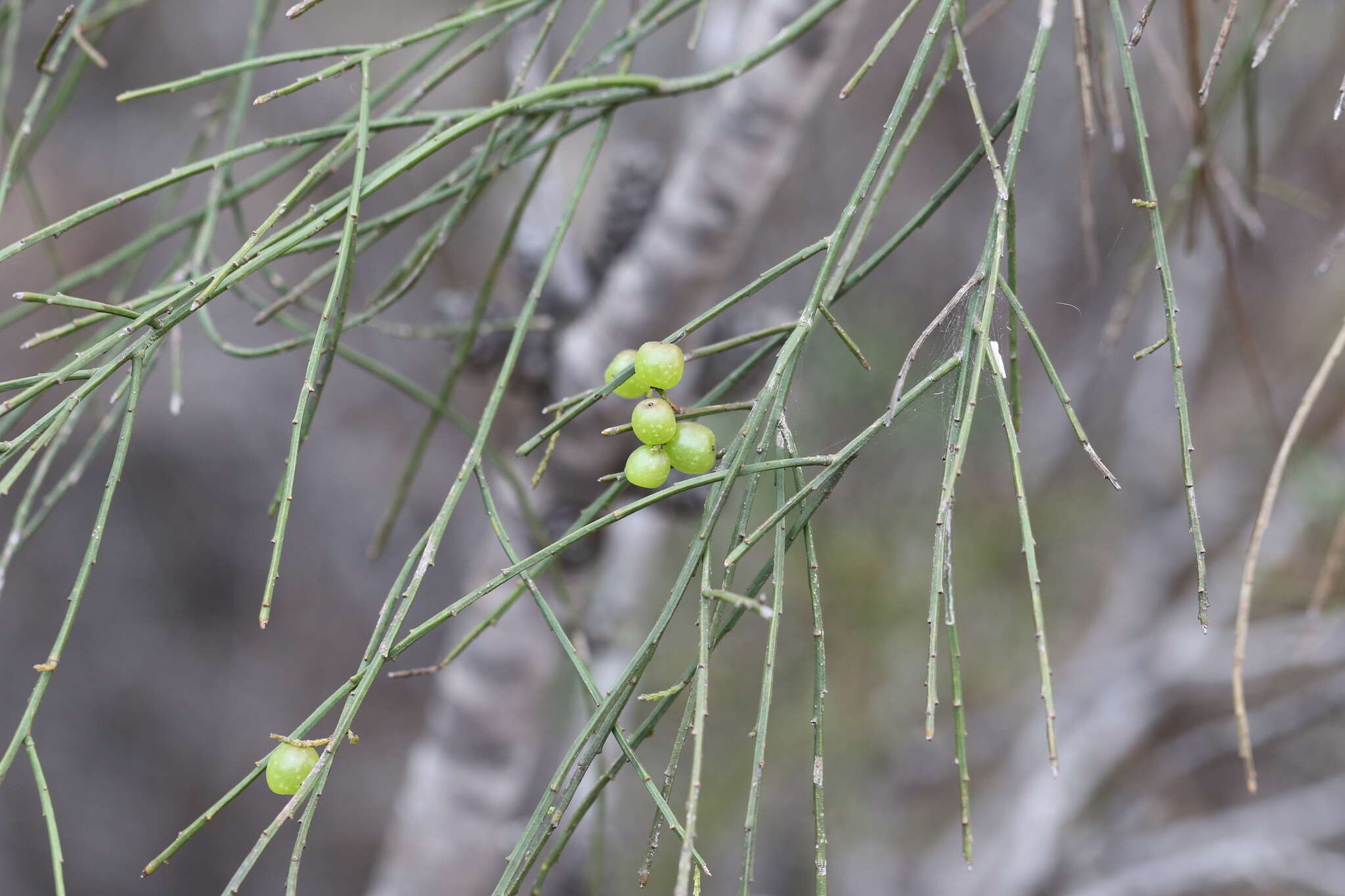 Image of Leptomeria acida R. Br.