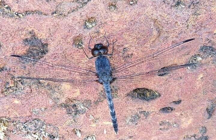 Image of Konkan Rockdweller