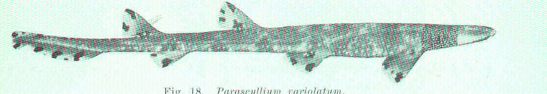 Image of Necklace Carpetshark