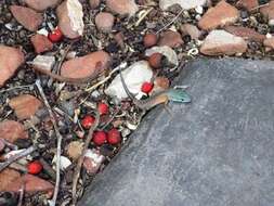 Image of Desert Rainbow-skink