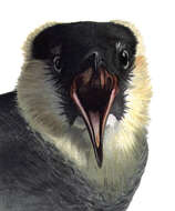 Image of Pomarine Jaeger