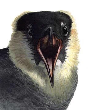 Image of Pomarine Jaeger