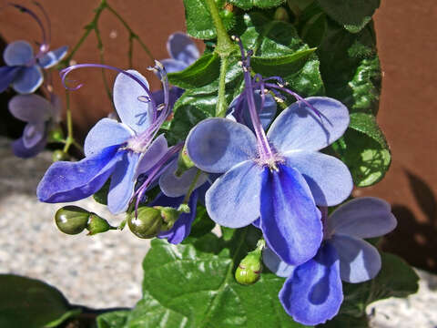 Image of Blue cat's whiskers