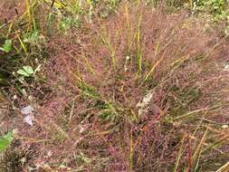 Image de Eragrostis spectabilis (Pursh) Steud.