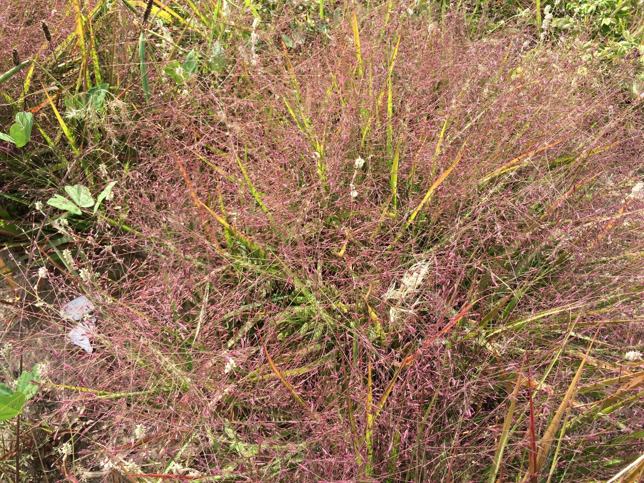 Image of Petticoat-Climber