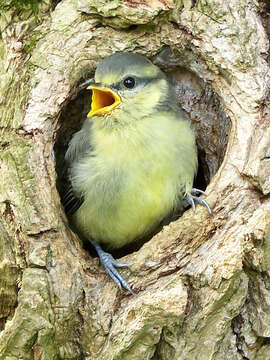 Image of Tit