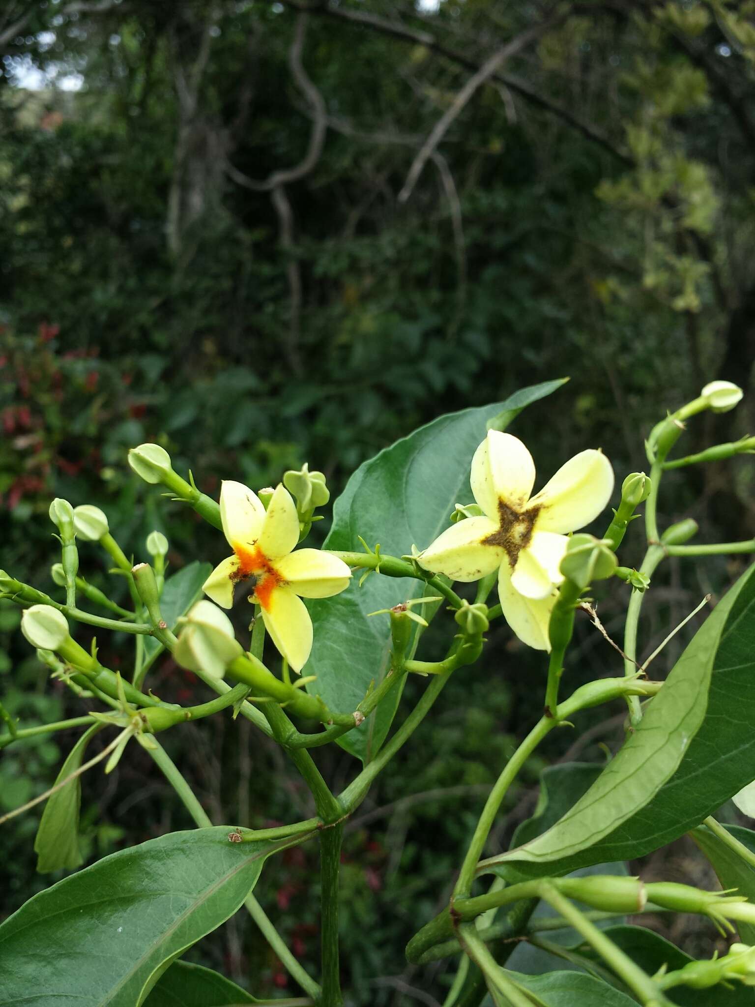 Imagem de Mussaenda arcuata Poir.