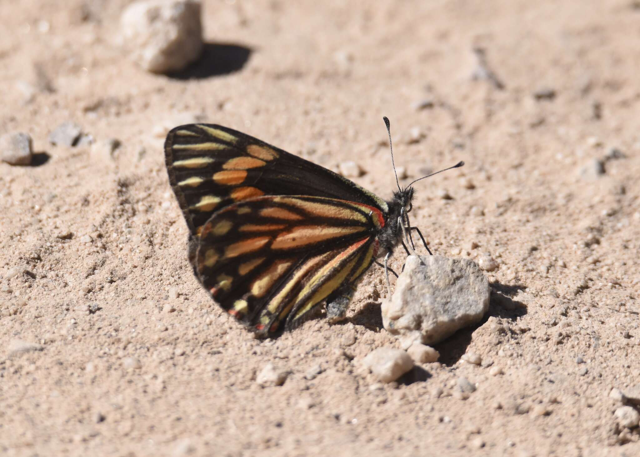 Image of Chiricahua White