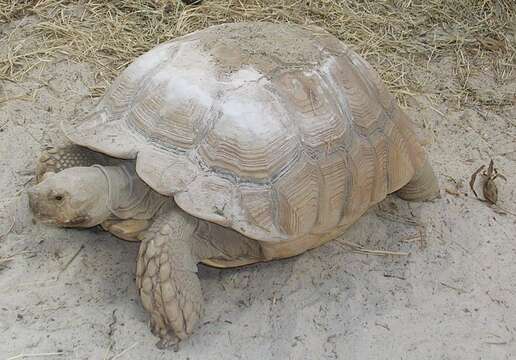 Image of spurred tortoise