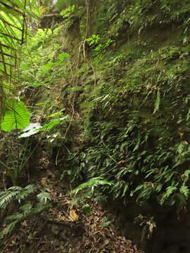 Sivun Hymenasplenium pubirhizoma (Ching & Z. Y. Liu) K. W. Xu & Li Bing Zhang kuva