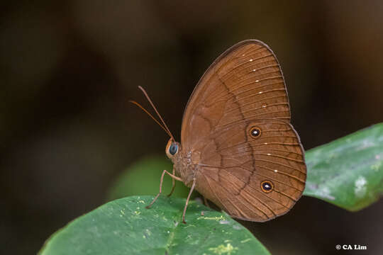 Imagem de Faunis gracilis Butler 1867